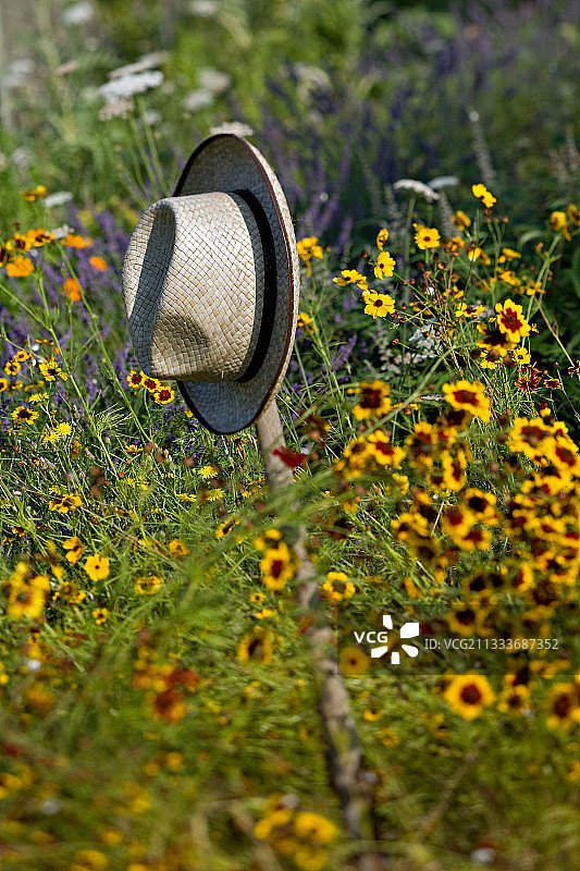 演唱《龙舌兰日出》图片素材