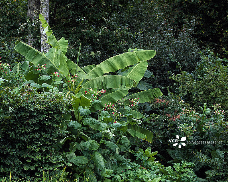 花园里盛开的观赏香蕉树和烟草图片素材