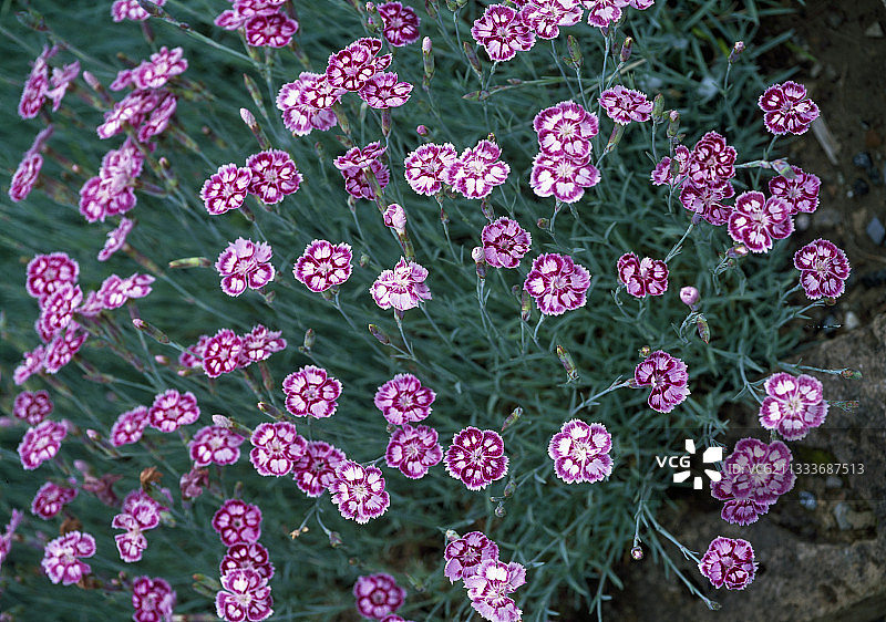 花园中盛开的羽毛粉色花朵图片素材