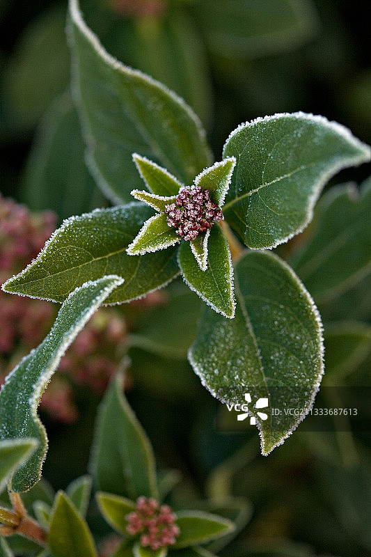 荚蒾的树叶和花朵，寒冷的冬季普罗旺斯图片素材