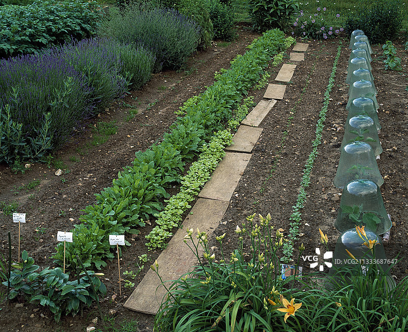 厨房花园中的蔬菜行和玻璃罩图片素材