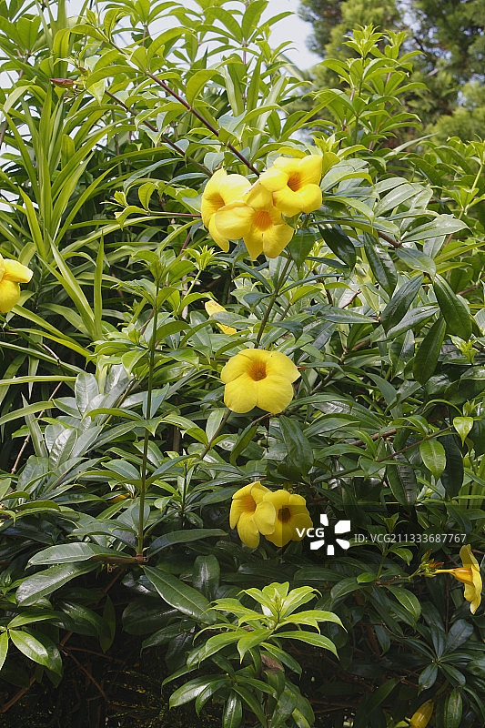 印度尼西亚巴厘岛的软枝黄蝉花图片素材