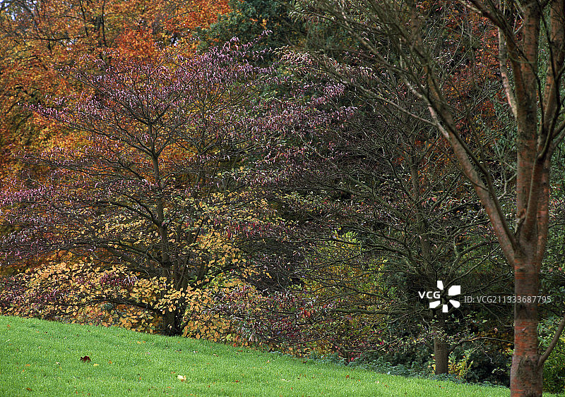 花园里的稠李和巨型山茱萸图片素材