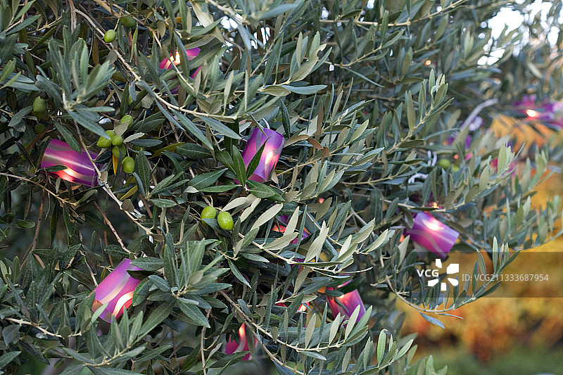 普罗旺斯花园里橄榄树上的彩灯图片素材