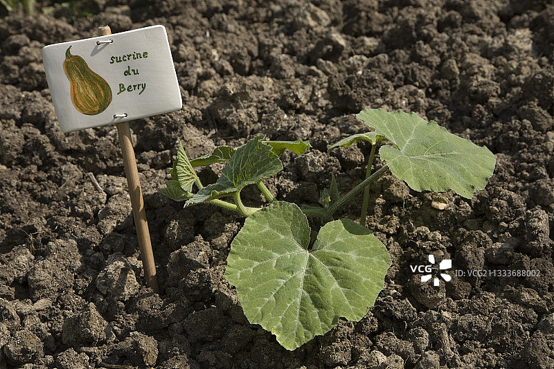 六月的奶油草莓南瓜苗图片素材