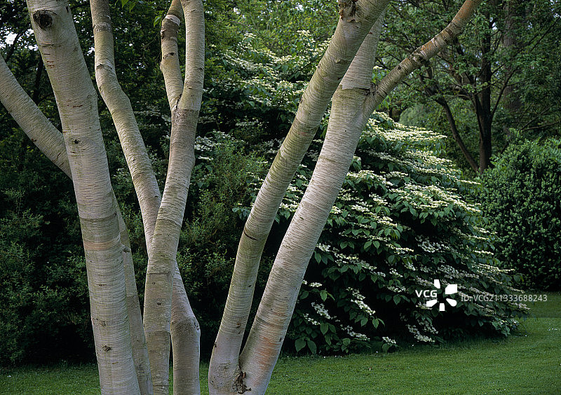 花园里的白桦树图片素材