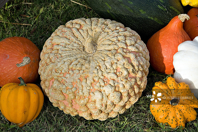 花园里的疣皮埃西讷南瓜和其他南瓜图片素材