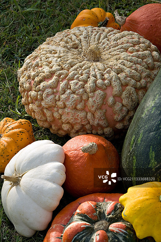 花园里的疣皮埃西讷南瓜和其他南瓜图片素材