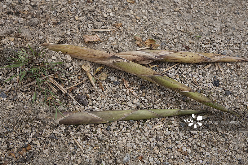 六月入侵人行道的竹笋图片素材