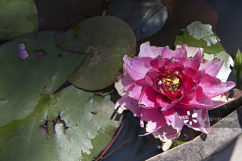 七月盛开的睡莲被鸟类破坏图片素材