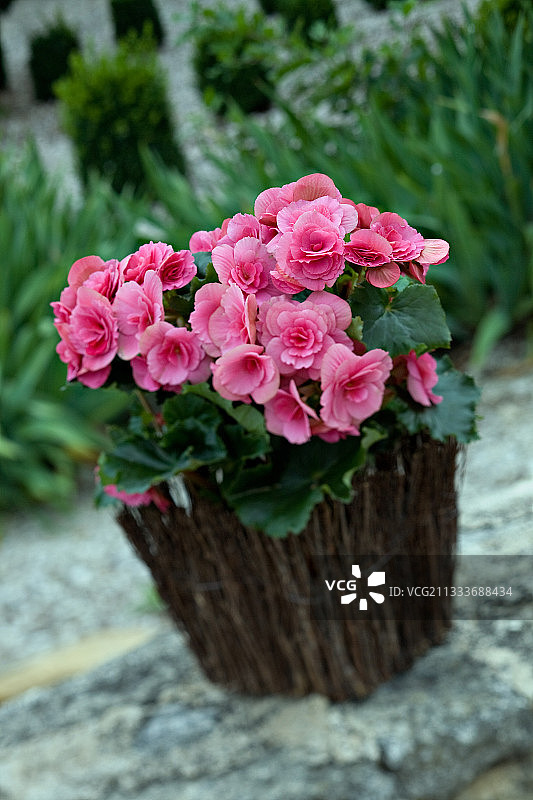 普罗旺斯花园中的重瓣香海棠图片素材