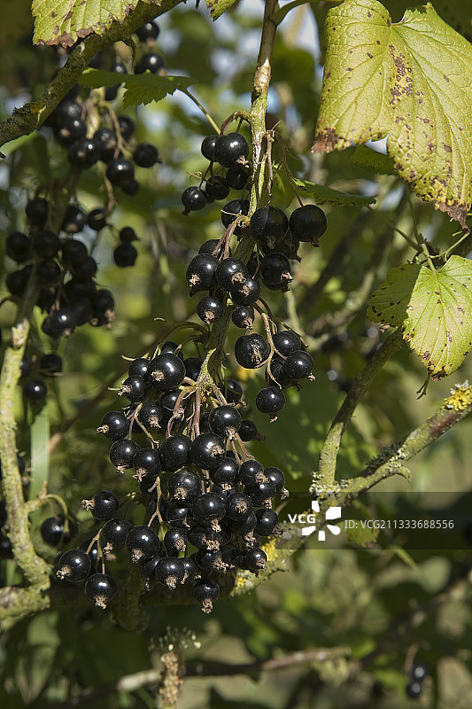 七月有机农场的卡西斯黑降图片素材