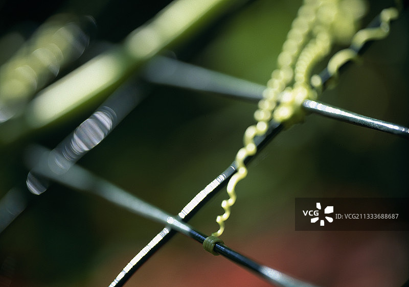 肖蒙-卢瓦尔河畔花园节上的卷须图片素材