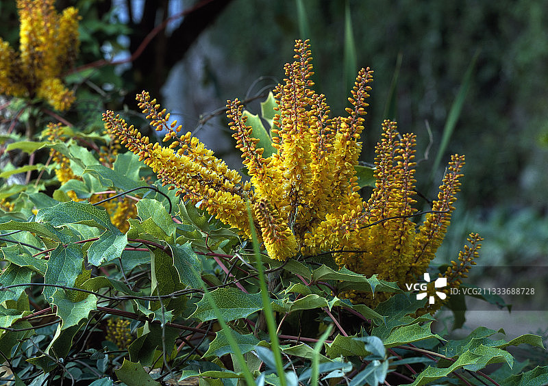 马多纳温室花园中盛开的十大功劳图片素材