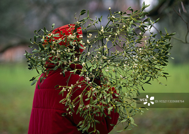 花园里的槲寄生丰收图片素材