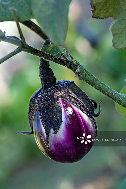 厨房花园中的“Ronde violette”茄子图片素材