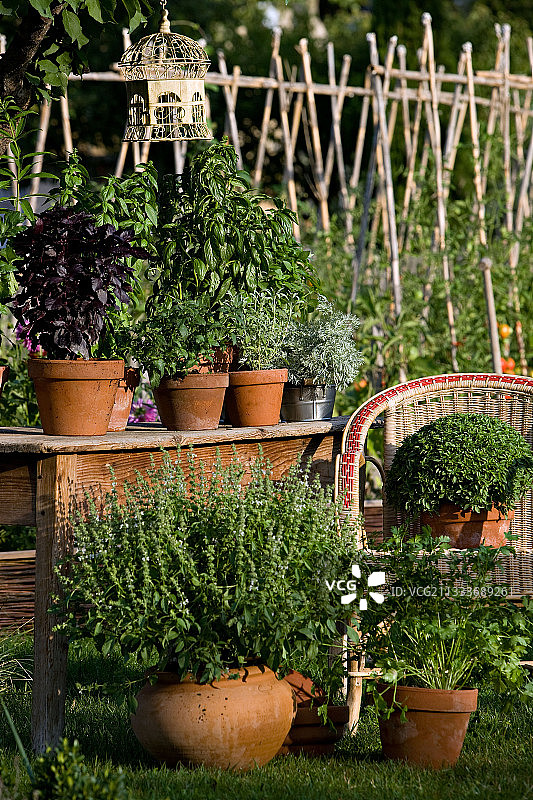 法国普罗旺斯花园桌子上的罗勒图片素材