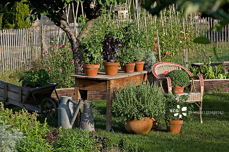 法国普罗旺斯花园桌子上的罗勒图片素材