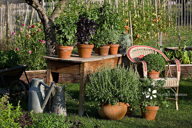 法国普罗旺斯花园桌子上的罗勒图片素材