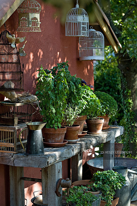 法国普罗旺斯旧工作台上的罗勒图片素材