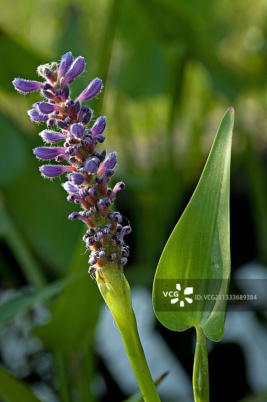 法国普罗旺斯花园池塘中的梭鱼草图片素材