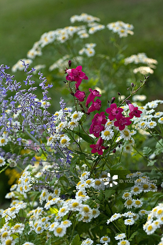 普罗旺斯花园中盛开的多年生植物图片素材