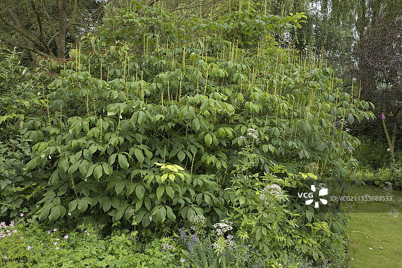 春天花园里的瓶刷树图片素材