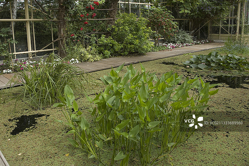 温室下的水花园泳池图片素材