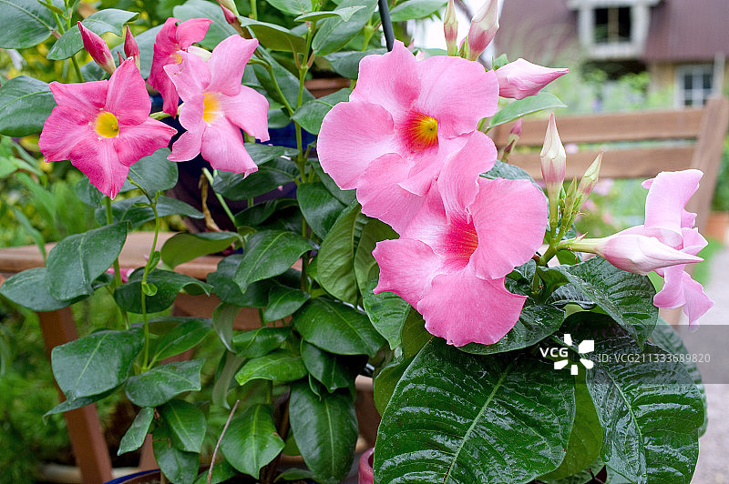 花园露台上盛开的飘香藤图片素材