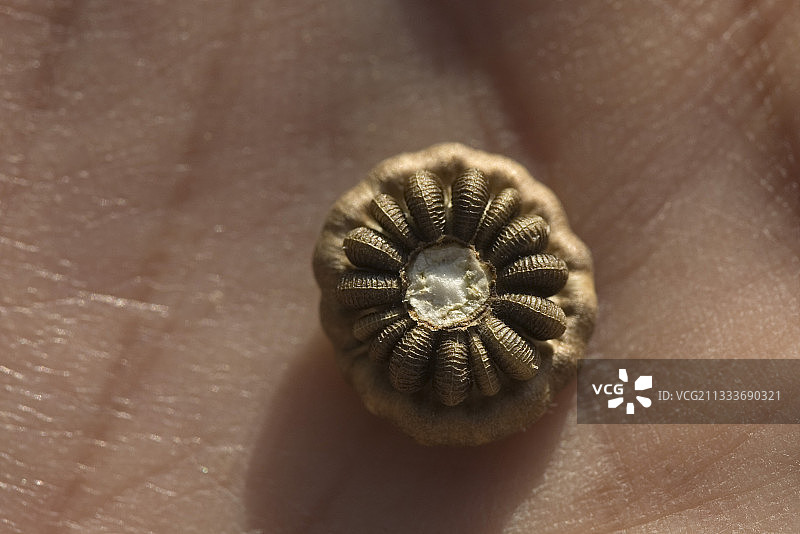 一年生锦葵种子图片素材