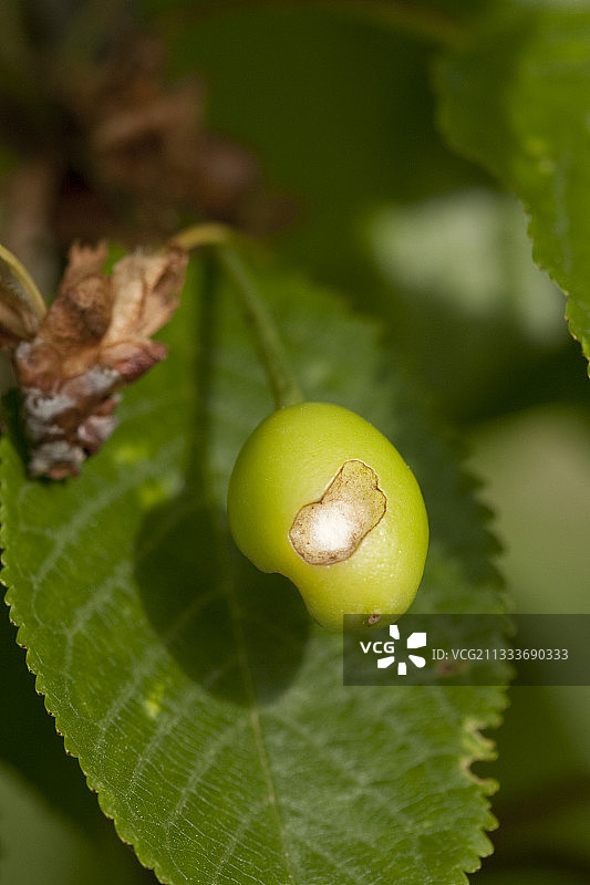 被鸟类袭击的绿色樱桃图片素材