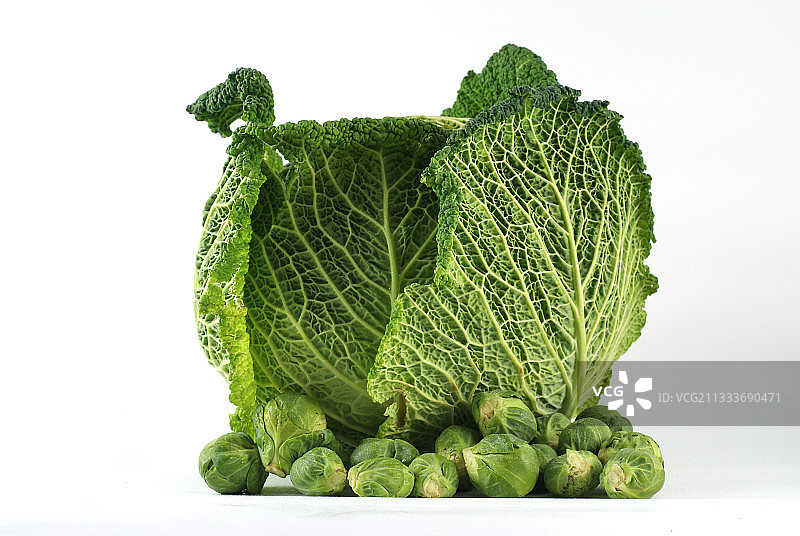 球芽甘蓝和皱叶甘蓝图片素材