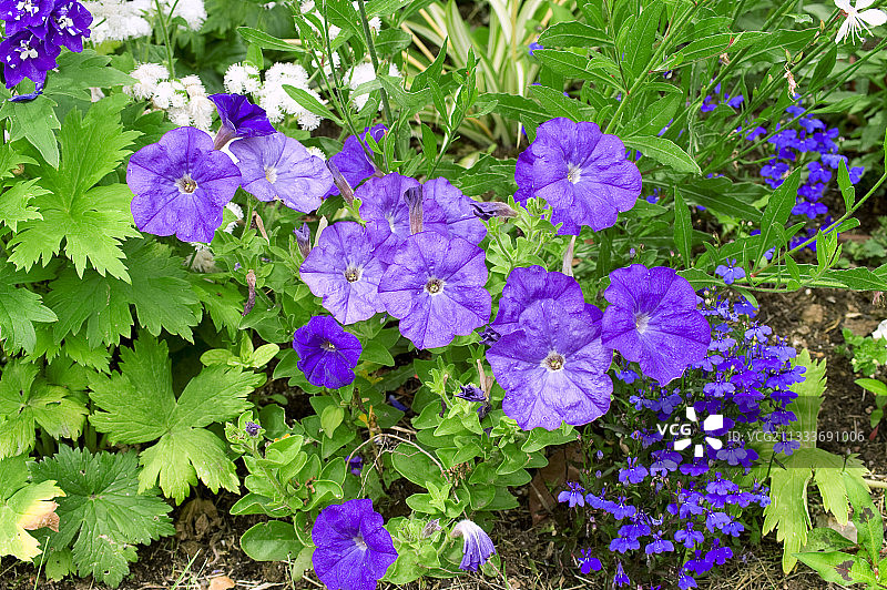 花园里盛开的牵牛花图片素材