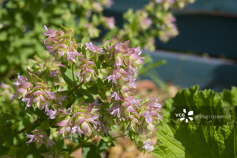 花园中盛开的牛至“肯特之美”图片素材
