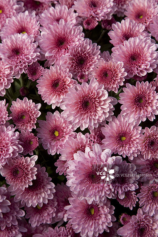 花园中盛开的“Multifleurs”菊花图片素材