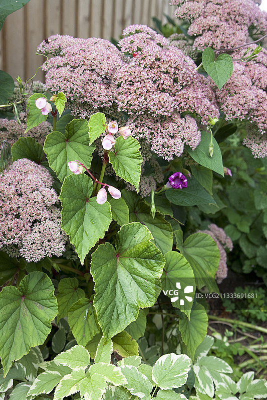 花园中盛开的景天和秋海棠图片素材