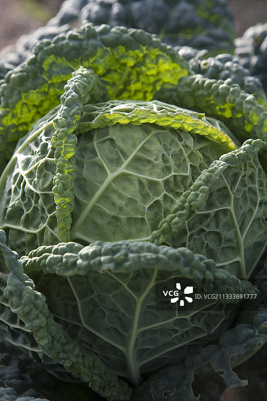 厨房菜园里的“坎塔萨”卷心菜图片素材