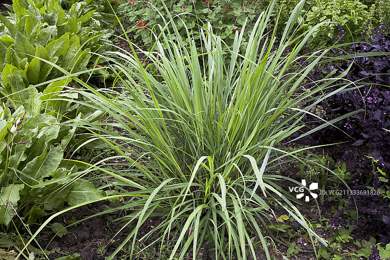 厨房花园里的柠檬草图片素材