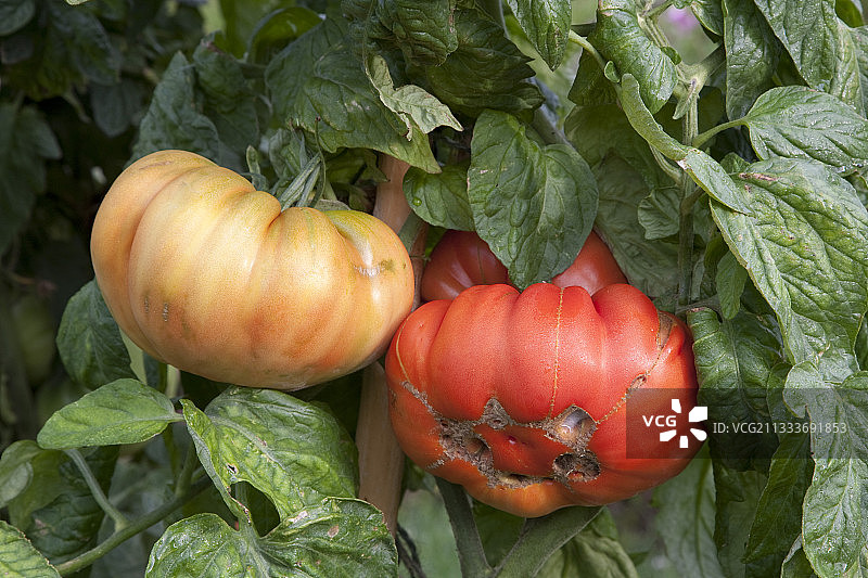菜园里的葡萄牙大红番茄图片素材