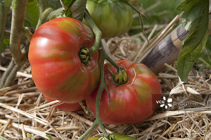 厨房花园里的奥伦堡巨型番茄图片素材