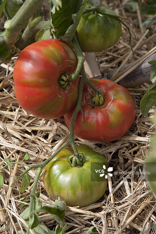 厨房花园里的奥伦堡巨型番茄图片素材