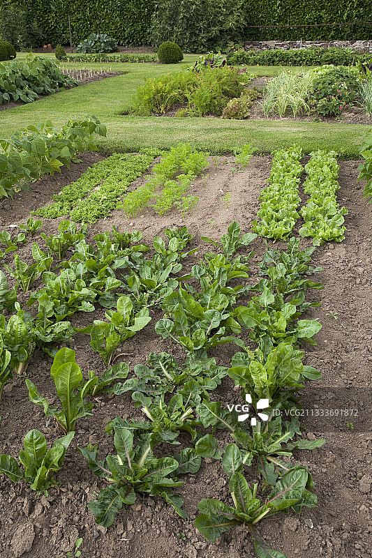 厨房花园里的菊苣图片素材