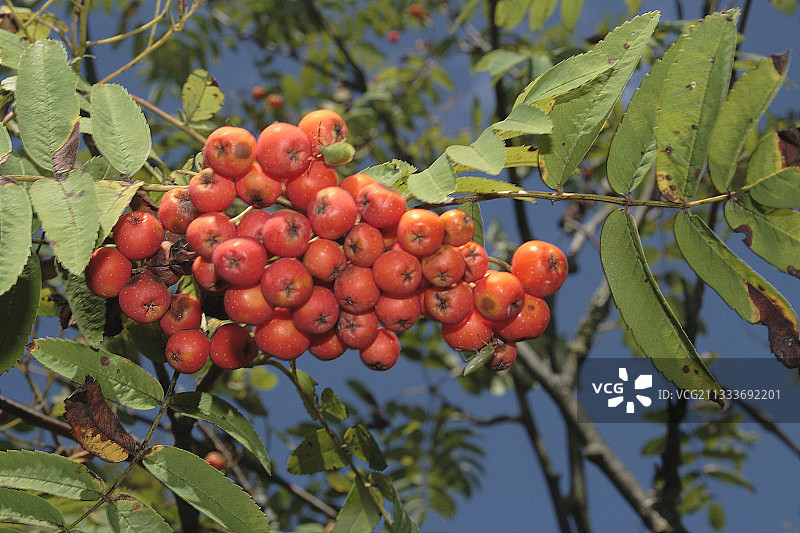 法国的欧洲花楸树果实图片素材