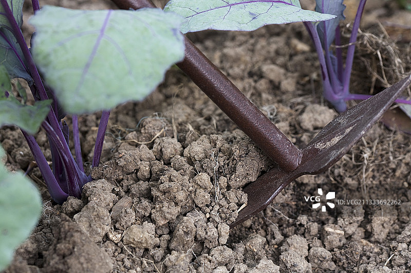 用土培球茎甘蓝图片素材