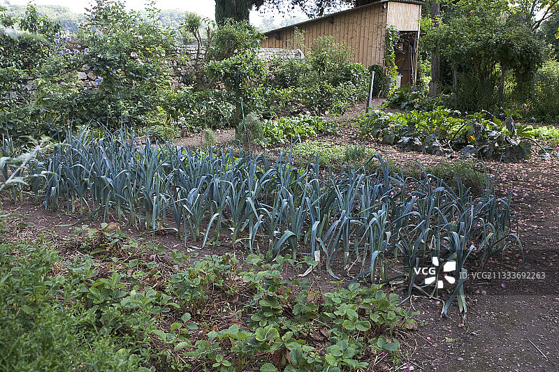 厨房花园里的草莓和韭菜图片素材