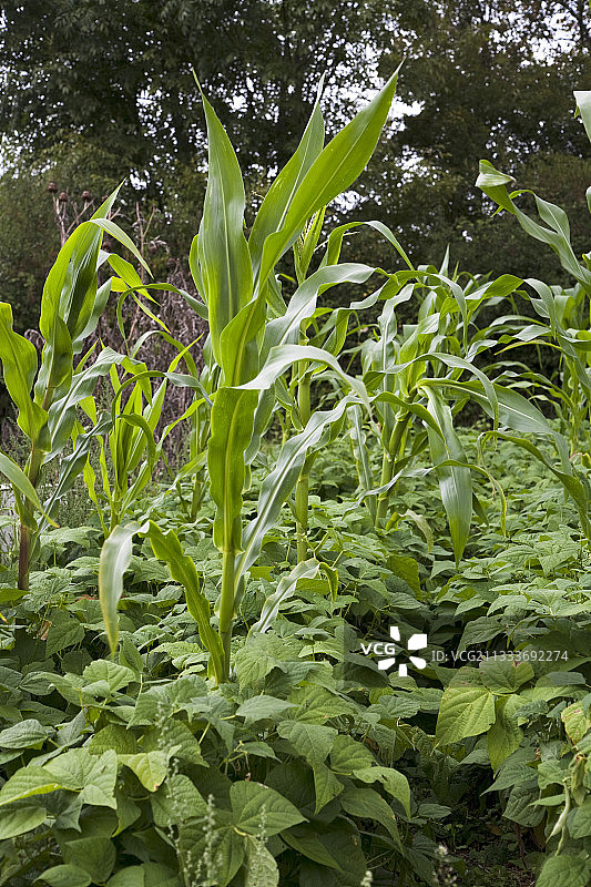 有机厨房花园里的玉米和豆类图片素材
