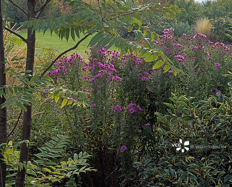 花园中盛开的翠菊图片素材