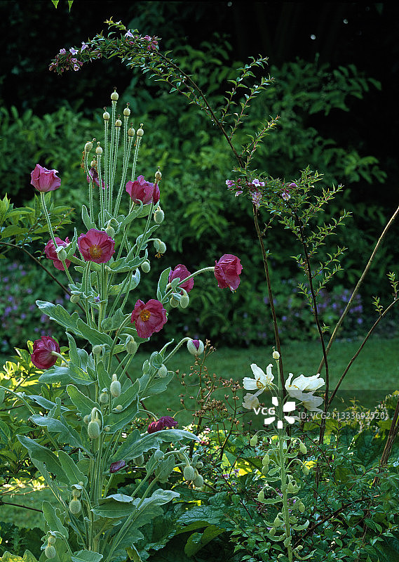 花园中盛开的绿绒蒿和中国 Abelia图片素材