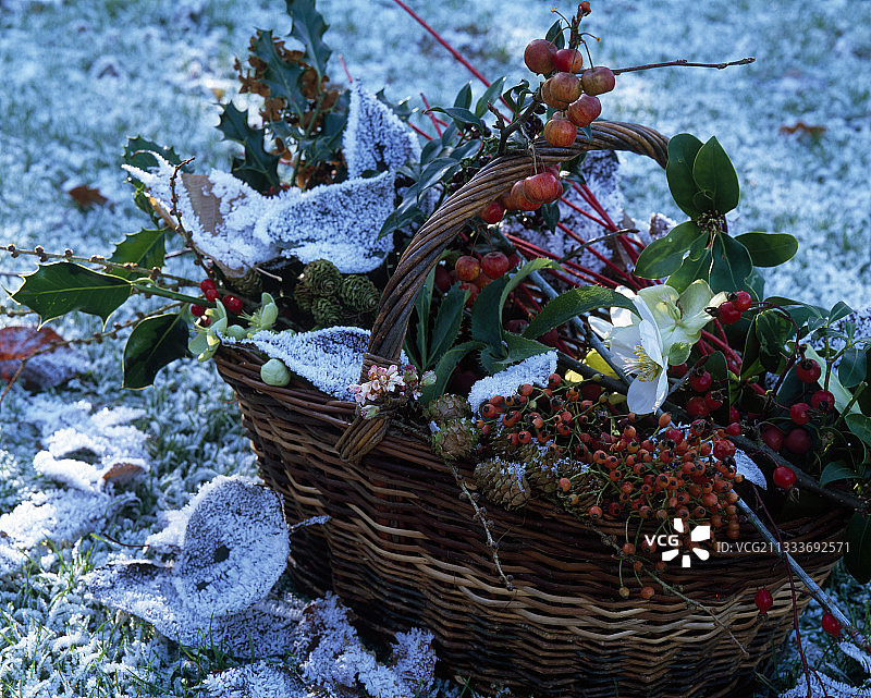 冬季花园里的篮装花束图片素材