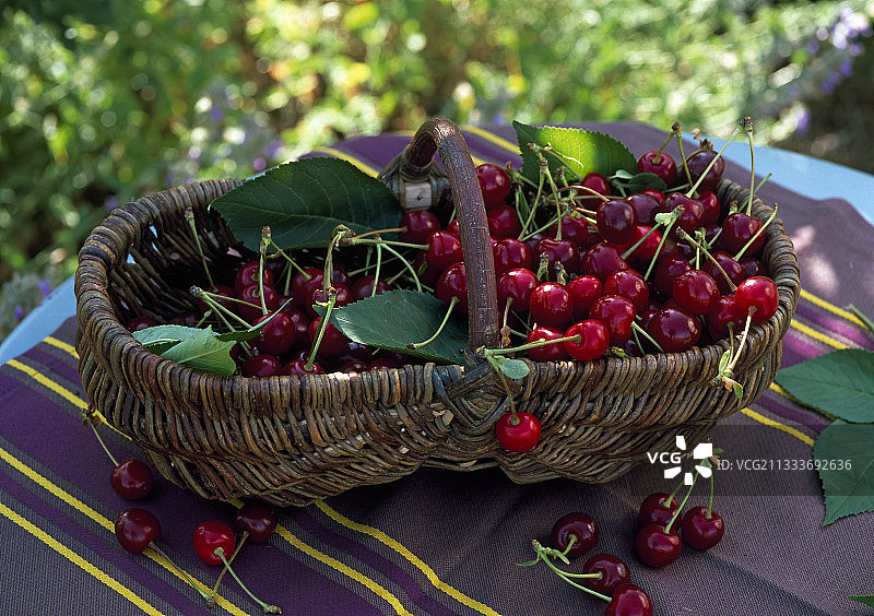 盘中的莫雷洛“纳贝拉”樱桃图片素材